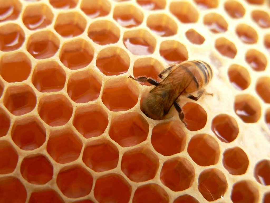 Learn-some-amazing-things-about-honey-straight-from-our-Orange-County-bee-removal-service