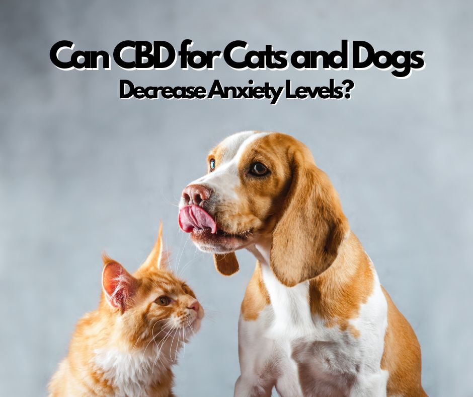 beat-anxiety-in-dogs-and-cats-with-cbd