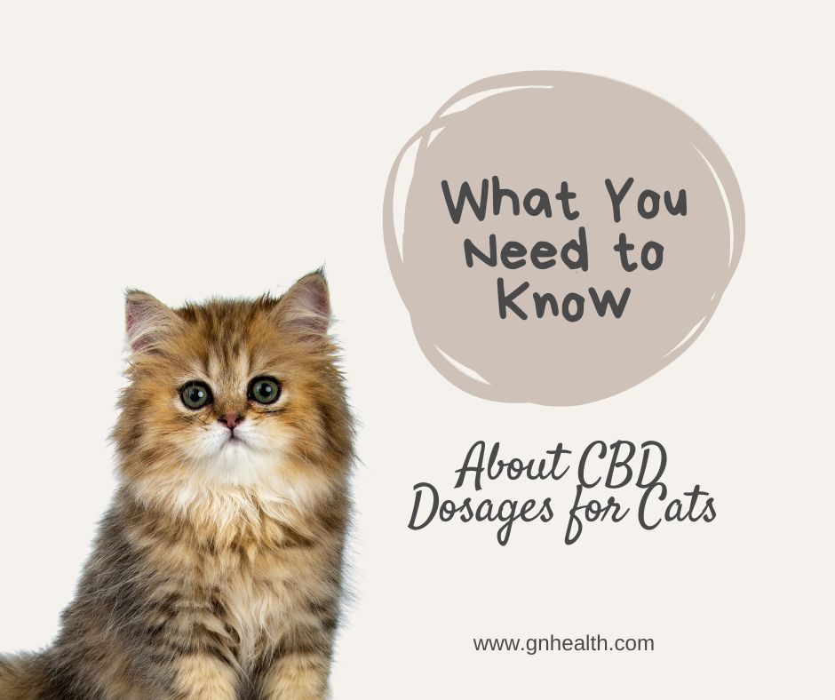 What-should-you-know-about-dosage-when-it-comes-to-CBD-for-cats